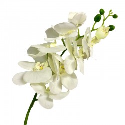 Orquídea (blanco)
