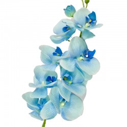 Orquídea (celeste)