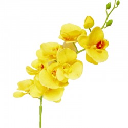 Orquídea (amarillo)