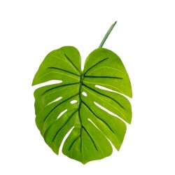 Hoja Costilla de Adam (mediana)