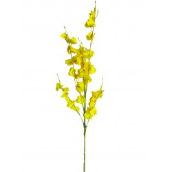 6 Orquídeas Lluvia de Oro (amarillo)