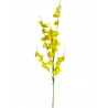 6 Orquídeas Lluvia de Oro (amarillo)