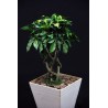 Ficus