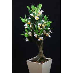 Planta Frangipiani