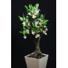 Planta Frangipiani