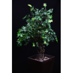 Planta Maple Japonés