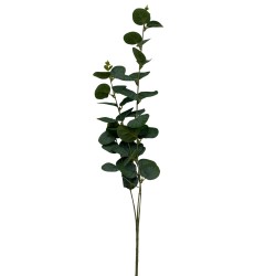 Vara De Eucalipto Env BG 397015