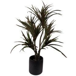 Planta Yucca Chica