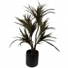 Planta Yucca Chica