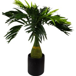 Planta Palmera Chica
