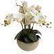 Arreglo de 8 Orquídeas Grandes