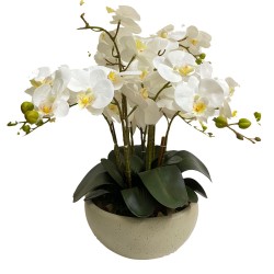 Arreglo de 8 Orquídeas Grandes