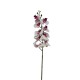Arreglo de 8 Orquídeas Grandes