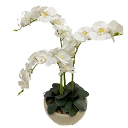 Arreglo de 8 Orquídeas Grandes