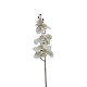 Arreglo de 8 Orquídeas Grandes