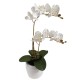Arreglo de 2 Orquídeas Medianas