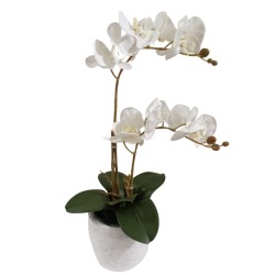 Arreglo de 2 Orquídeas Medianas