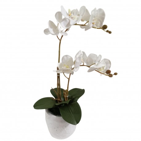 Arreglo de 2 Orquídeas Medianas