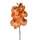 Arreglo de 2 Orquídeas Medianas