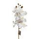 Arreglo de 2 Orquídeas Medianas
