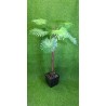 Palmera